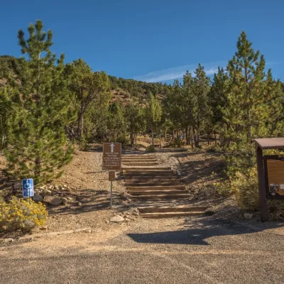 a bench in front of a forest